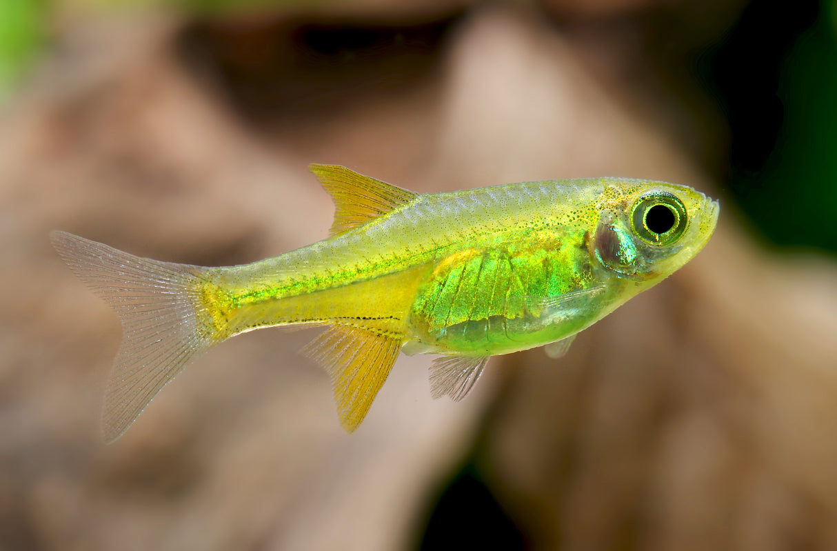 Kubotai Rasbora (Microdevario kubotai)