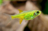 Kubotai Rasbora (Microdevario kubotai)