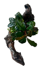 Bucephalandra brownie ghost ulu kapu on small driftwood