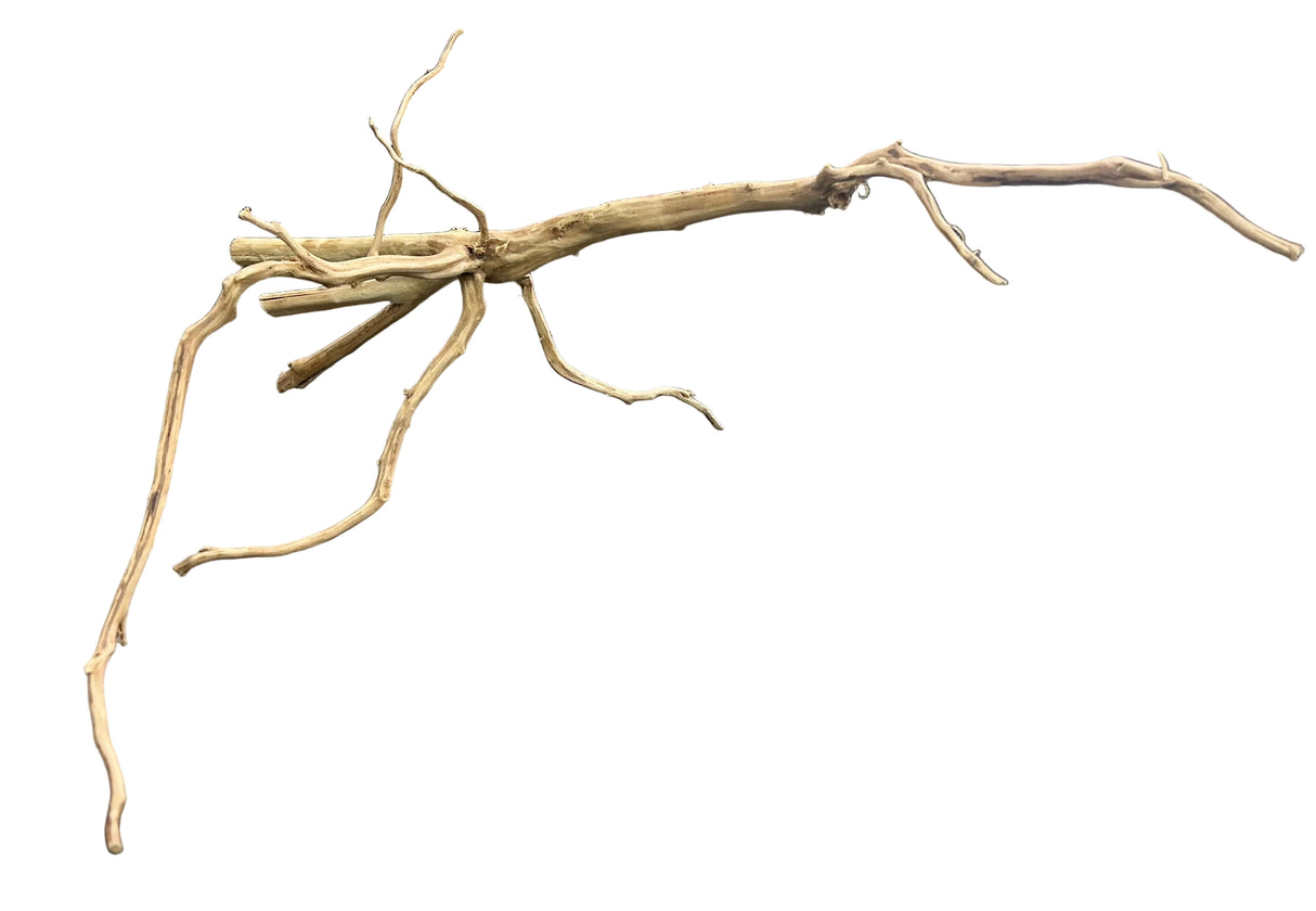 Piece of Red Moor Spiderwood