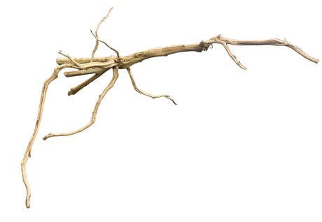 Piece of Red Moor Spiderwood