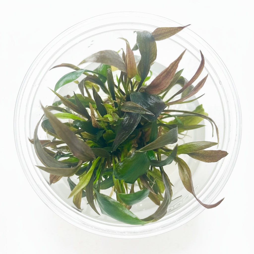 Cryptocoryne wendtii 'Mi Oya' Tissue Culture 