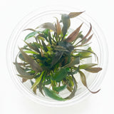 Cryptocoryne wendtii 'Mi Oya' Tissue Culture 