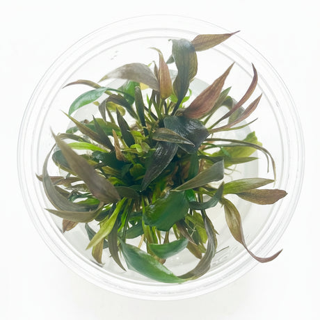 Cryptocoryne wendtii 'Mi Oya' Tissue Culture 