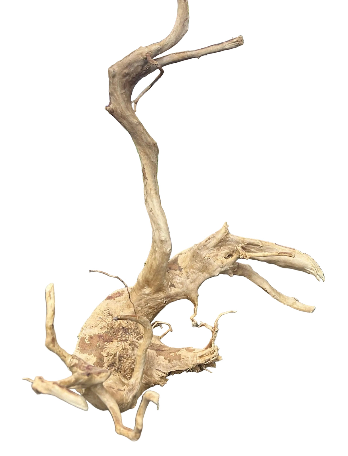 Large Piece of Spiderwood