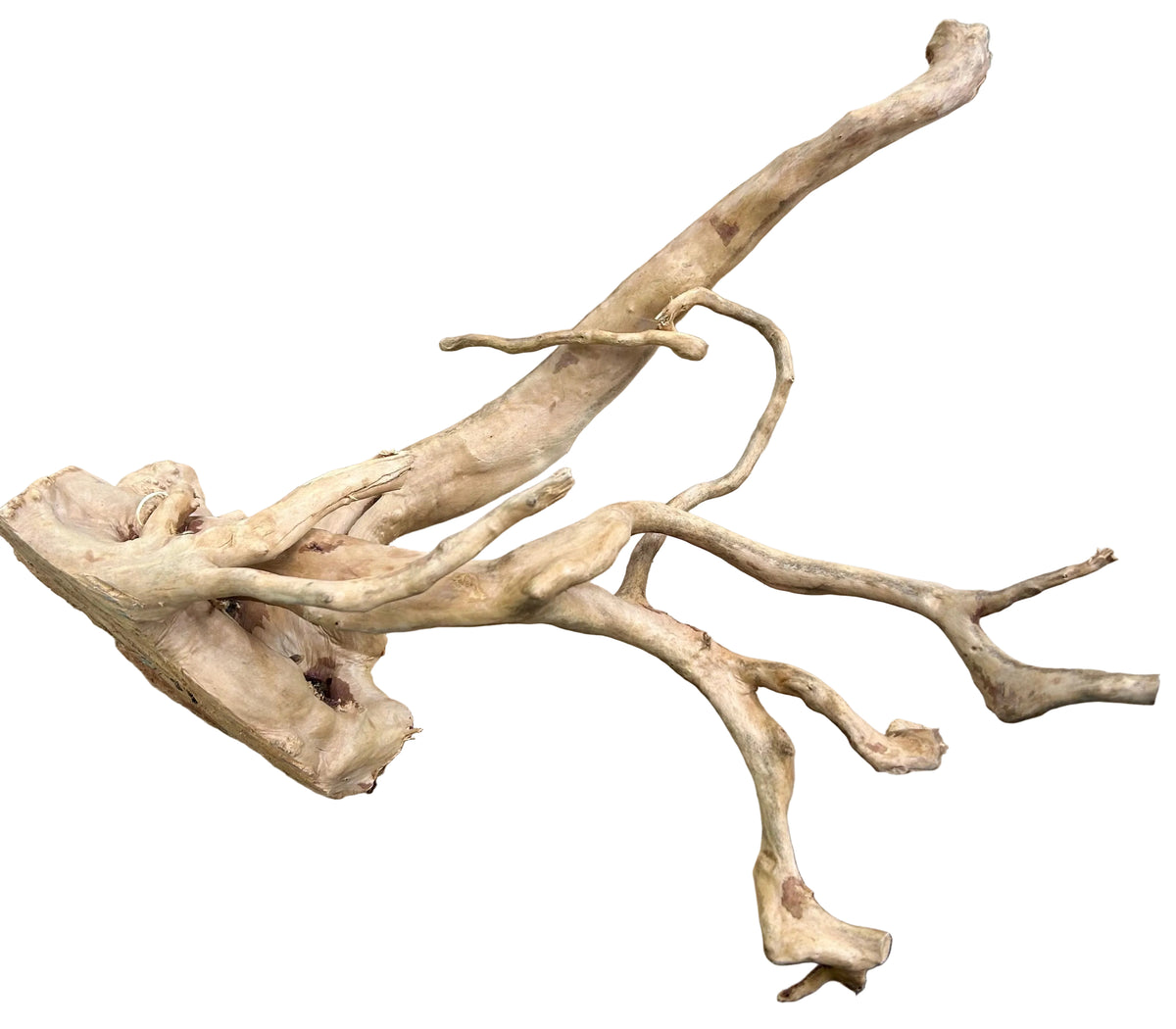 Large Piece of Spiderwood