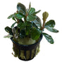 Bucephalandra Pink Malawi - Potted - WP1829 | Potted Plants | Largest Tropical Fish Selection at Your Local Fish Store