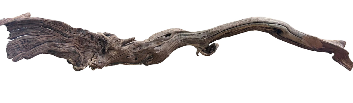 Malaysian Mangrove Sinking Driftwood