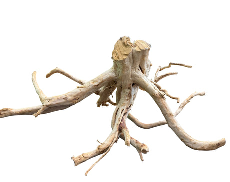 Large Piece of Spiderwood