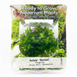 Rotala 'Bonsai' Tissue Culture - C31649 | Tissue Cultures | Largest Tropical Fish Selection at Your Local Fish Store