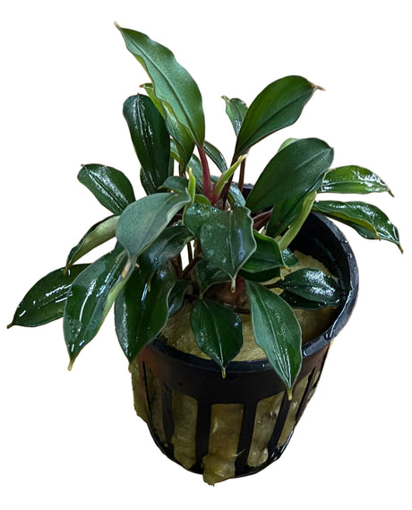 Bucephalandra Deep Blue - Potted - WP1705