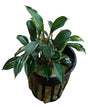 Bucephalandra Deep Blue - Potted - WP1705