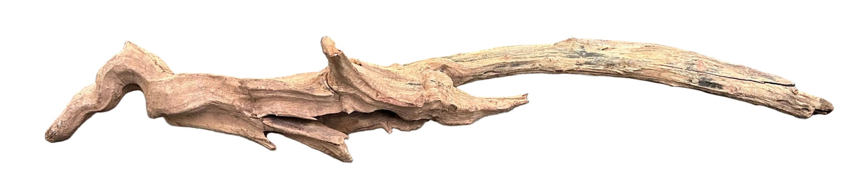 Malaysian Mangrove Sinking Driftwood