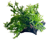 W.Y.S.I.W.Y.G. 3002 - Microsorum pteropus Windelov on Large Driftwood | Potted Plants | Largest Tropical Fish Selection at Your Local Fish Store