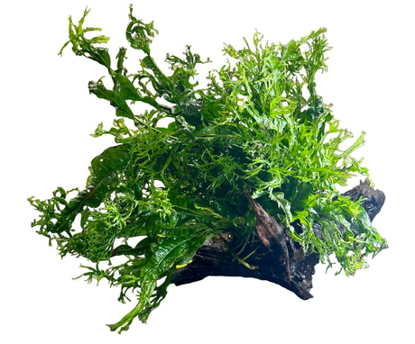 W.Y.S.I.W.Y.G. 3002 - Microsorum pteropus Windelov on Large Driftwood | Potted Plants | Largest Tropical Fish Selection at Your Local Fish Store
