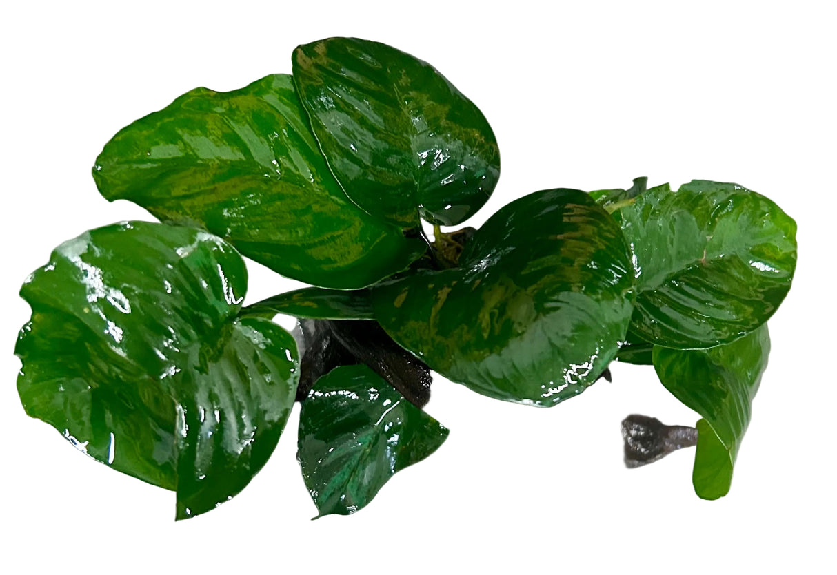 Anubias b.var.barteri 'Broad leaf' on driftwood
