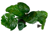 Anubias b.var.barteri 'Broad leaf' on driftwood
