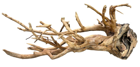 Large spiderwood 