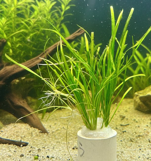 Echinodorus 'Tenellus" - Bare Root - WL115 | Potted Plants | Largest Tropical Fish Selection at Your Local Fish Store