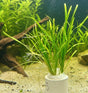 Echinodorus 'Tenellus" - Bare Root - WL115 | Potted Plants | Largest Tropical Fish Selection at Your Local Fish Store
