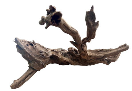 Malaysian Mangrove Sinking Driftwood