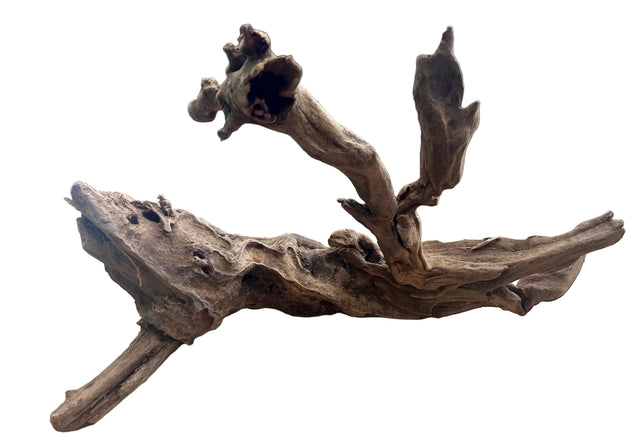Malaysian Mangrove Sinking Driftwood