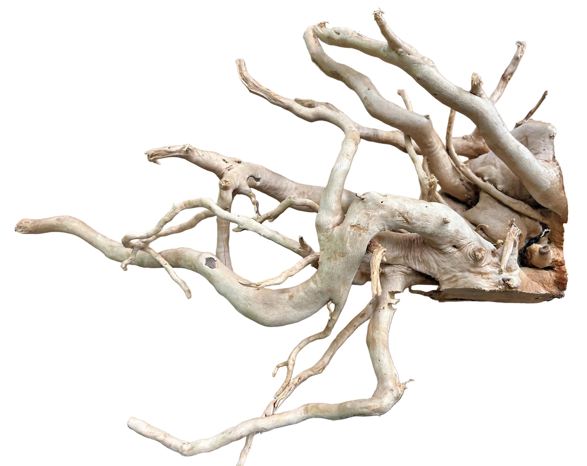 Large Piece of Spiderwood
