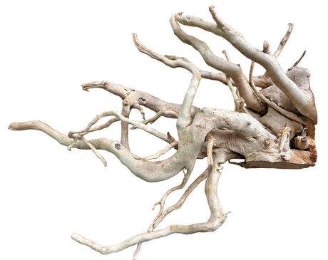 Large Piece of Spiderwood