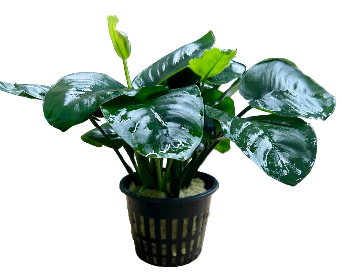 Anubias barteri var. barteri 'Broad leaf - Large Mother Plant 