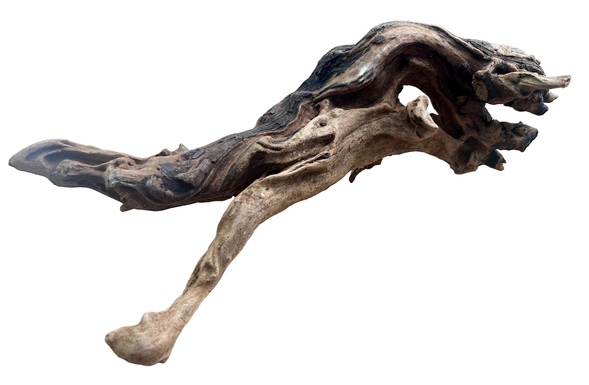 Malaysian Mangrove Sinking Driftwood