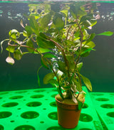 Ludwigia Inclinata 'Dark Orange' Potted - WP1764 | Potted Plants | Largest Tropical Fish Selection at Your Local Fish Store