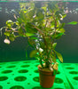 Ludwigia Inclinata 'Dark Orange' Potted - WP1764 | Potted Plants | Largest Tropical Fish Selection at Your Local Fish Store