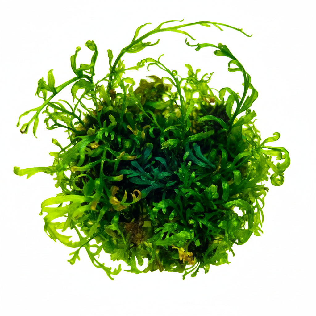 Bolbitis heudelotii TIssue Culture C3056 | Tissue Cultures | Largest Tropical Fish Selection at Your Local Fish Store