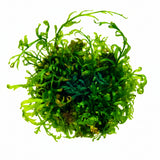 Bolbitis heudelotii TIssue Culture C3056 | Tissue Cultures | Largest Tropical Fish Selection at Your Local Fish Store