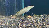 Dwarf Pike Cichlid (Crenicichla Compressiceps)