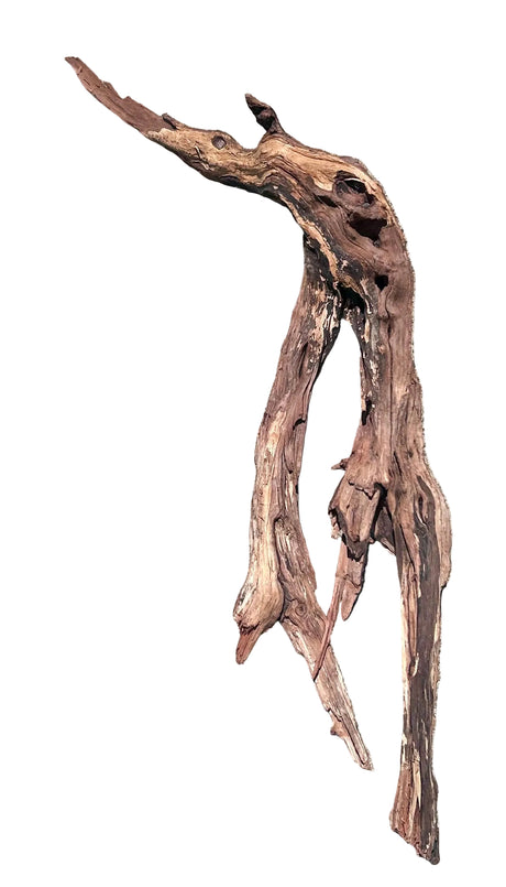 Malaysian Sinking Driftwood