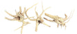  SPIDERWOOD