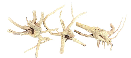  SPIDERWOOD