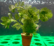 Cabomba piauhyensis	