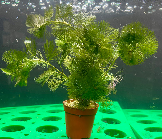 Cabomba piauhyensis	