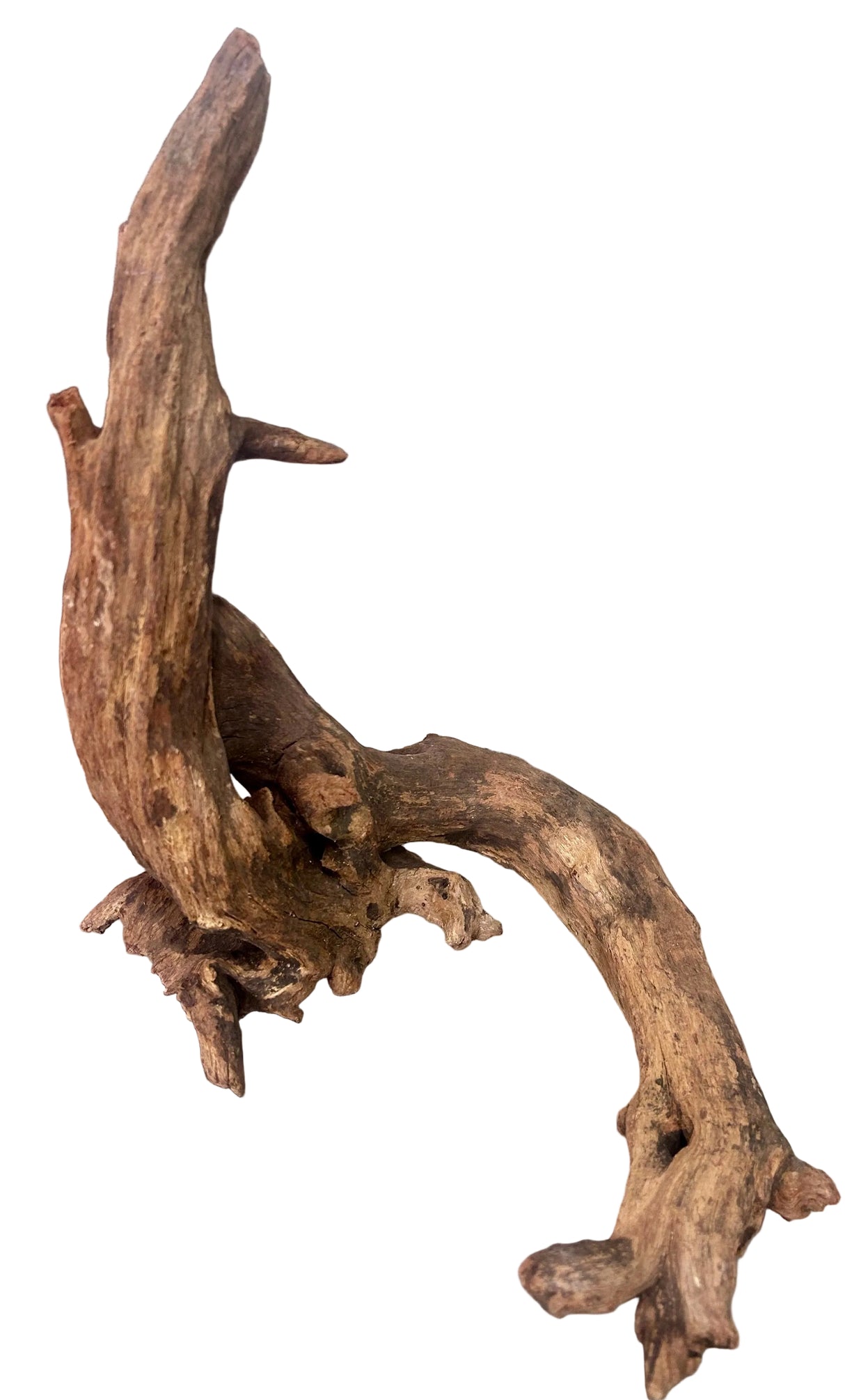 Malaysian Mangrove Sinking Driftwood