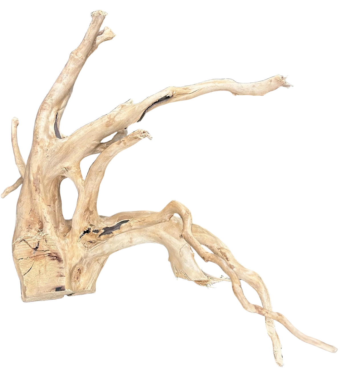  Large  Piece of Spiderwood