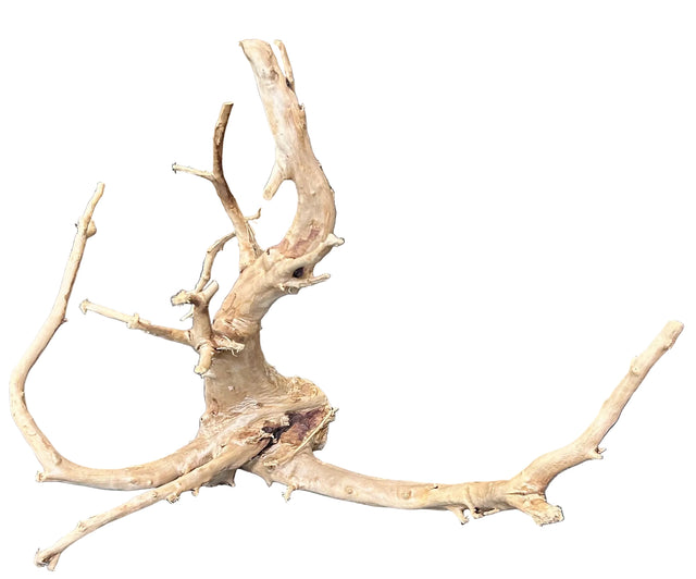 Spiderwood
