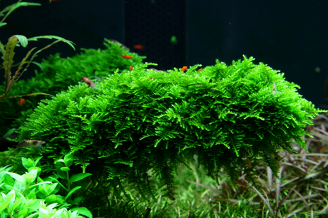 Vesicularia montagnei 'Christmas Moss' 003A POR