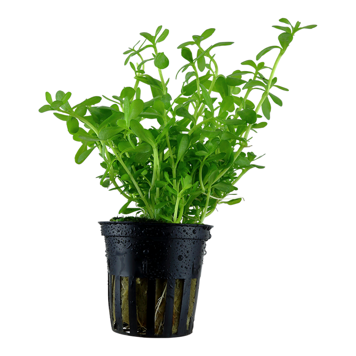 Bacopa monnieri 'Compact' 044A PCS | Potted Plants | Largest Tropical Fish Selection at Your Local Fish Store