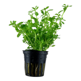 Bacopa monnieri 'Compact' 044A PCS | Potted Plants | Largest Tropical Fish Selection at Your Local Fish Store