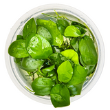 Anubias barteri nana 101 TC | Tissue Cultures | Largest Tropical Fish Selection at Your Local Fish Store