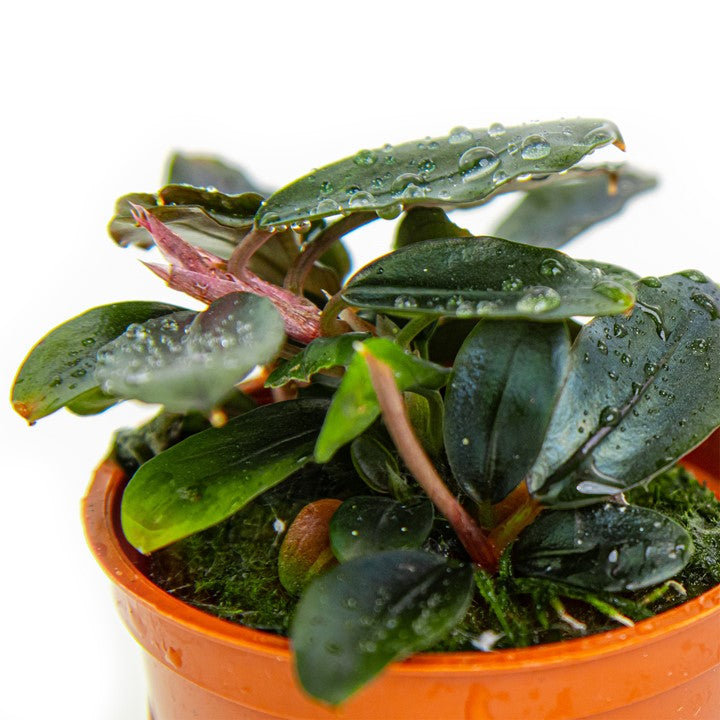 Bucephalandra sordidula 'Blue' 