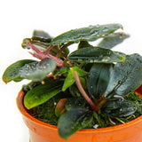 Bucephalandra sordidula 'Blue' 