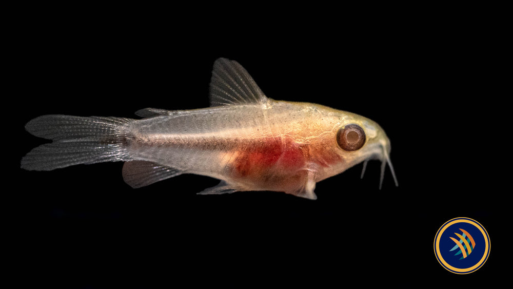Pygys Fish Albino Pygmy Corydoras (Corydoras pygmaeus 'Albino') Small – Your Local ...